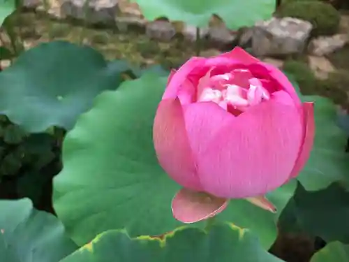 當麻寺西南院の自然