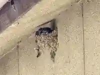 厳島神社の動物