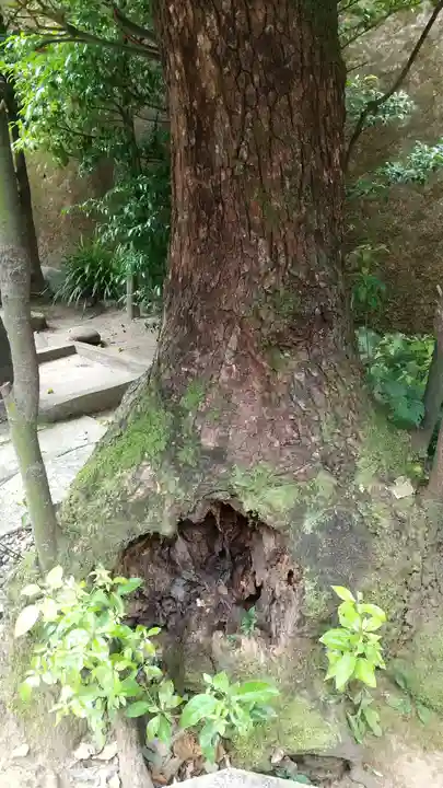 久國神社の自然