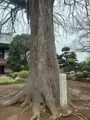 法林寺(千葉県)