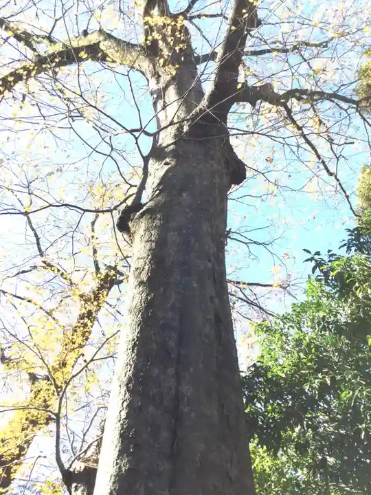 柞祖霊社の自然