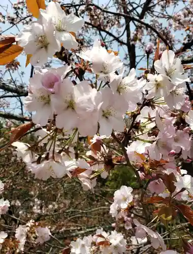平野神社(京都府)