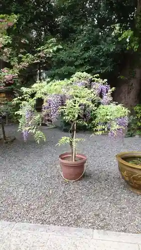 阿佐ヶ谷神明宮(東京都)