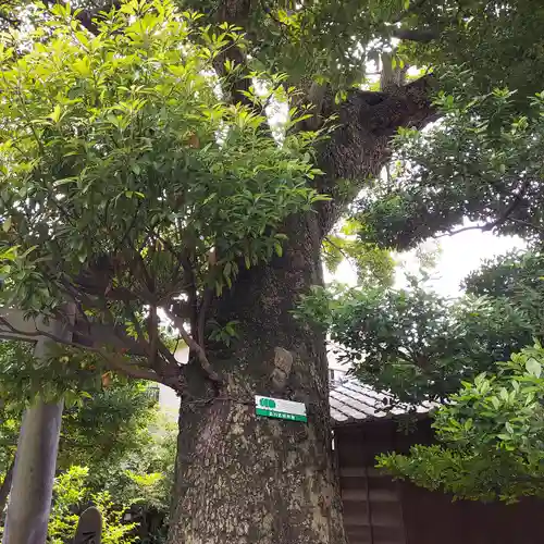 鹿嶋神社の自然