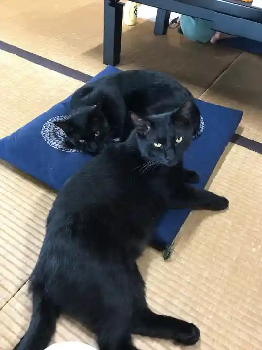 治寶山 浄泉寺の動物