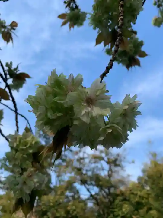 進雄神社の自然