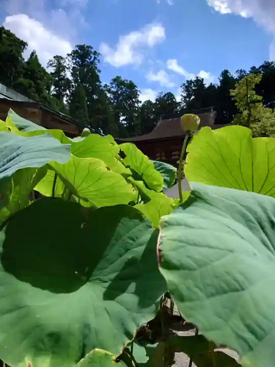 丹生都比売神社の自然