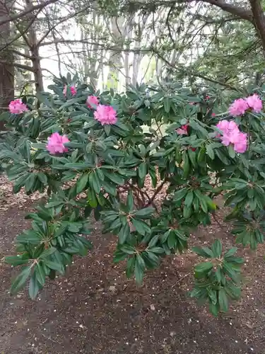 厚別神社の自然