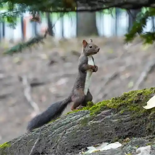 美幌神社(北海道)