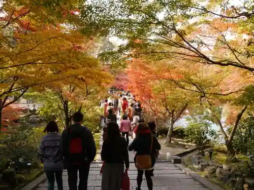 禅林寺（永観堂）の自然