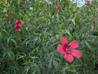 阿久津「田村神社」（郡山市阿久津町）旧社名：伊豆箱根三嶋三社(福島県)