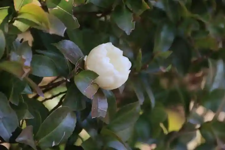 豊景神社の庭園