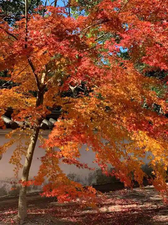 大村神社の自然