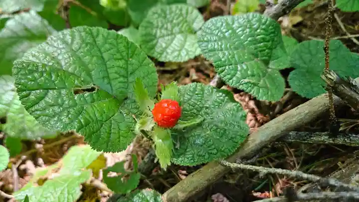 戸隠神社火之御子社(長野県)