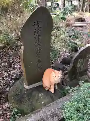 三嶋大社の動物