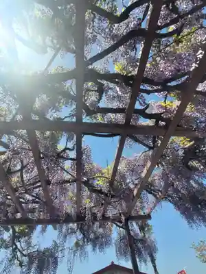 谷中如意輪観音の自然