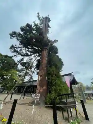 吉備津彦神社(岡山県)