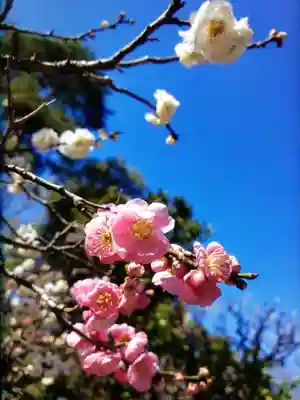 布多天神社(東京都)