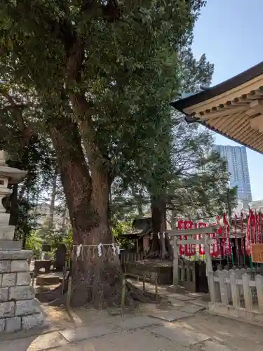 諏訪神社(東京都)
