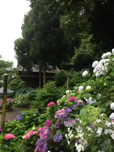 六條八幡宮の自然