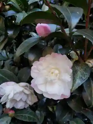 阿佐ヶ谷神明宮(東京都)