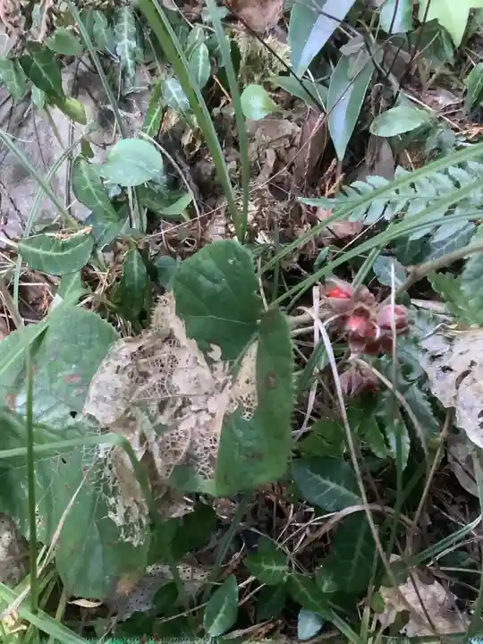 神明・白山社相殿の自然