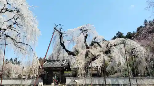 清雲寺(埼玉県)