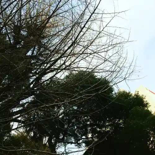 金王八幡宮の自然