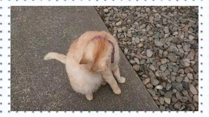 唐澤山神社(栃木県)