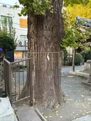 柏神社(千葉県)