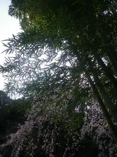 安國論寺（安国論寺）の自然