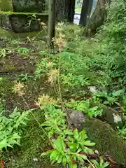 光徳寺の庭園