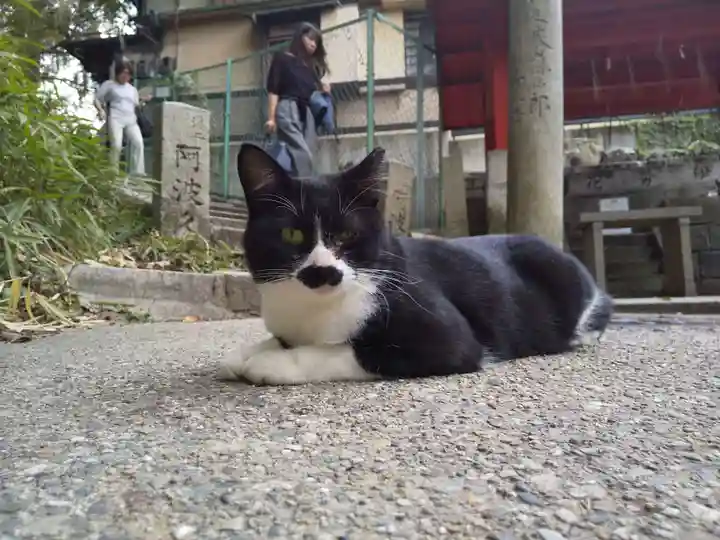 伏見豊川稲荷本宮の動物