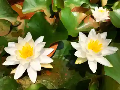 真言宗　善通寺派　薬王寺(香川県)