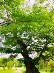 金村別雷神社(茨城県)