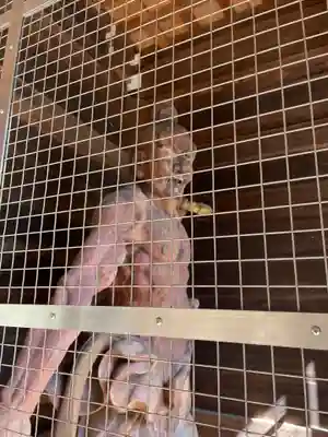 切幡寺(徳島県)