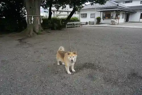 別雷皇太神の動物