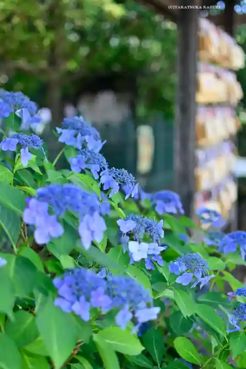 桜神宮(東京都)