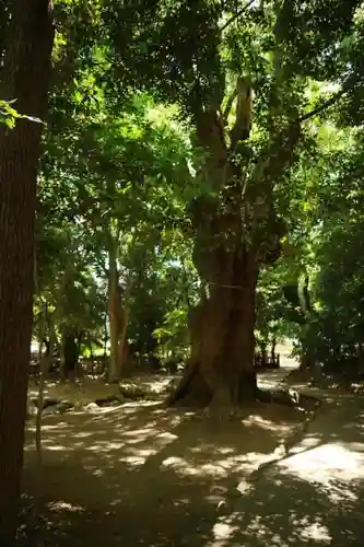 生田神社の自然