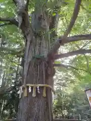 水戸八幡宮の自然