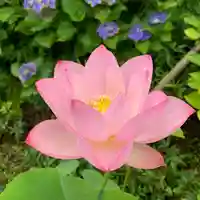 浄土宗 新光明寺の自然