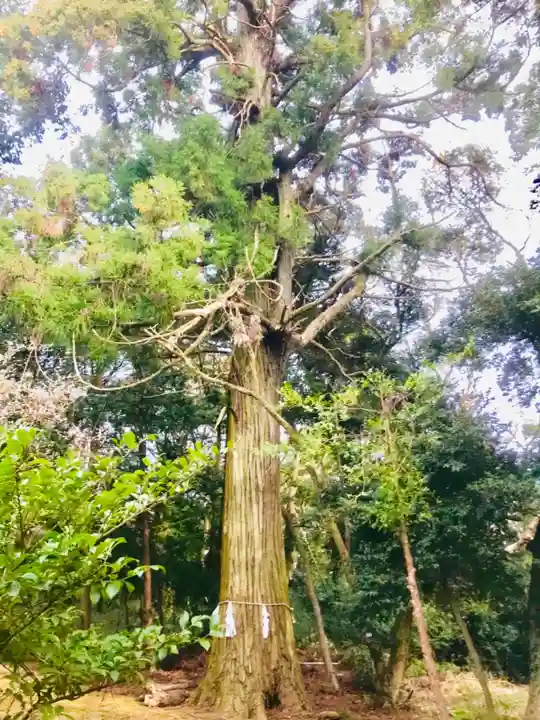 大宮神社の自然