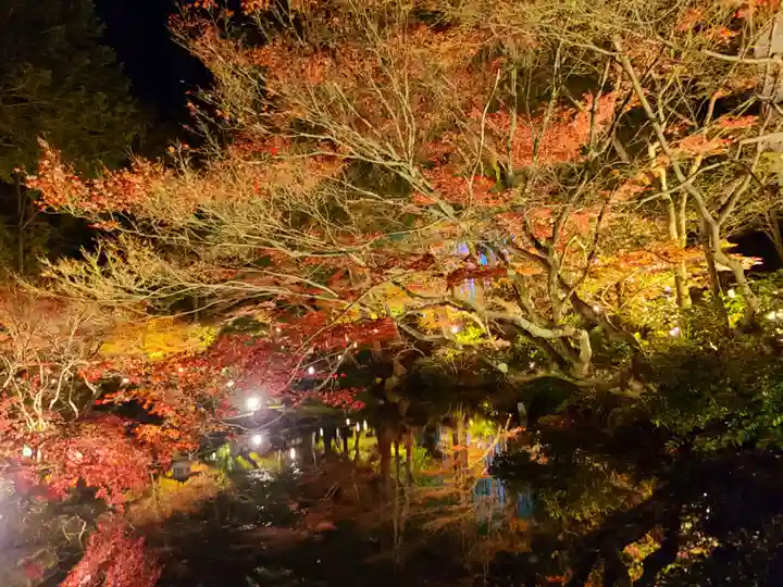 くろ谷 金戒光明寺の自然