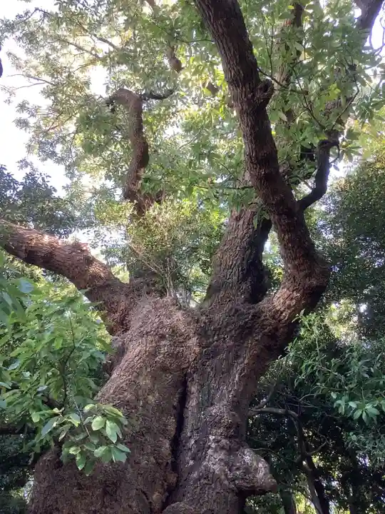 城山八幡宮の自然