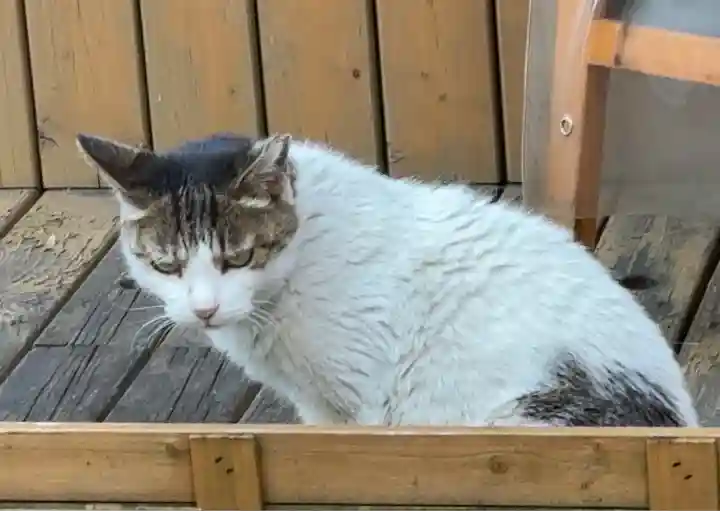 装束稲荷神社(王子稲荷神社境外摂社)(東京都)
