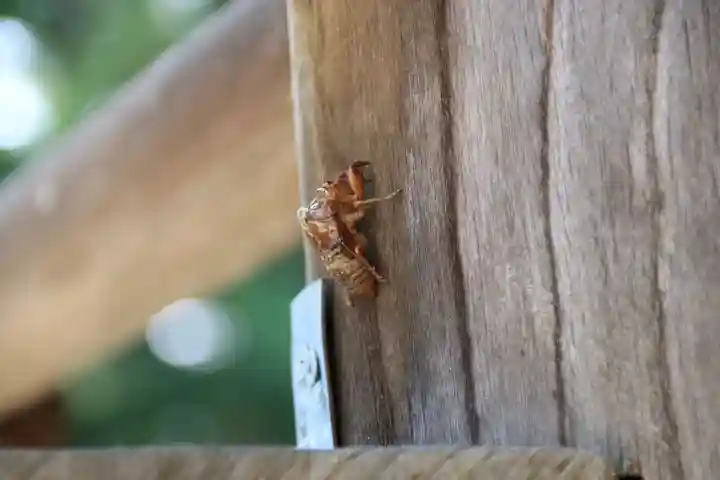 田村神社の自然