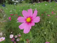 般若寺 ❁﻿コスモス寺❁の自然