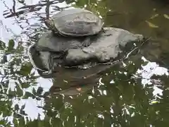 諏訪神社の動物