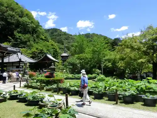 三室戸寺の庭園