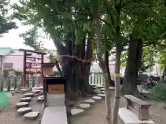 澁川神社（渋川神社）の自然